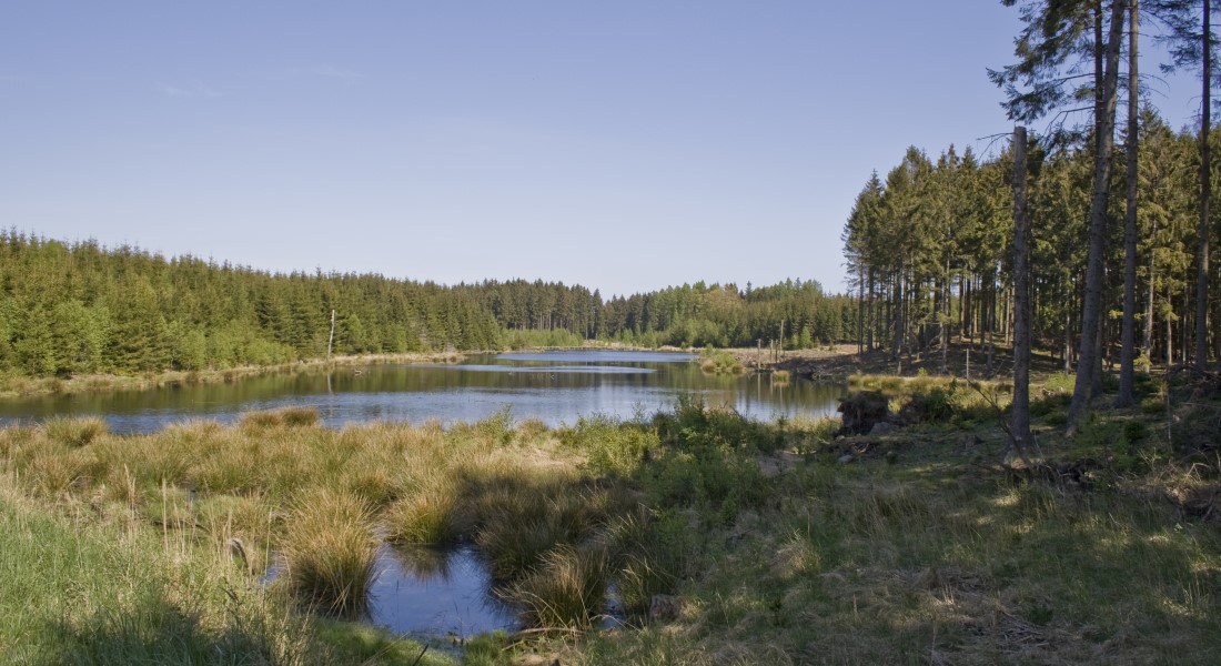 Gribskov