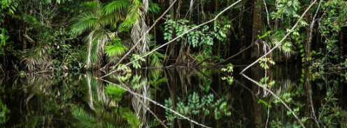 Spejlinger i vandet i regnskoven i Amazonas. Foto: Mike Mike Kollöffel 